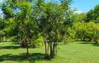 Land in Vipingo - 16