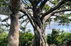 Land in Vipingo - 9