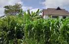 0.25 ac Residential Land at River Side Drive - 3