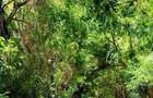 Land in Vipingo - 9