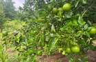 Land in Kilifi - 3