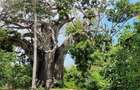 Land in Vipingo - 13