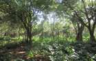 Land at Off Diani Beach Rd - 12