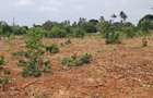 Land in Kilifi - 7