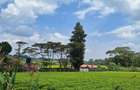 1 ac Residential Land at Tigoni - 1