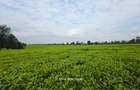 995 ac Land in Tigoni - 8