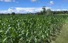 505 m² Land at Mavueni - 5