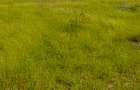 Land in Joska - 7