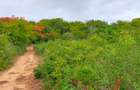 40 ac Land at Vipingo Kuruwitu - 13