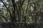 0.75 ac Land at Riara Road - 3