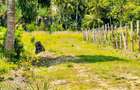 0.045 ha Land at Diani - 10