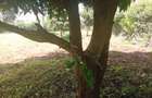 Land in Rosslyn - 8