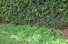 Residential Land in Ridgeways - 4
