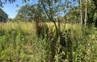 Land in Runda - 5