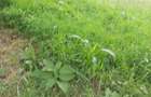 Residential Land at Kerarapon Road - 4