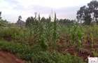 0.25 ac Residential Land at Mhasibu Silver Birch Estate - 8