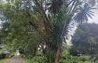 Residential Land at Paradise Lost/Mhasibu - 5