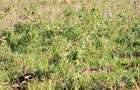 36 ac Land in Kikuyu Town - 3