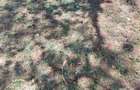 Land at Karen - 3