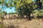 Land at Near Munarani - 1