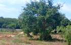 1,000 m² Residential Land at Vipingo - Kuruwitu - 3