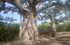 Commercial Land in Vipingo - 5