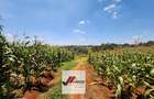 25 ac Land in Kitisuru - 10