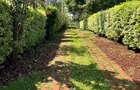 2 Bed House with Garden in Runda - 1