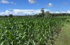 464 m² Land at Mavueni - 9