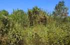 Residential Land at Runda Paradise - 5