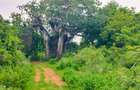 Land in Vipingo - 14