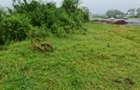 2 ac Commercial Land at Limuru Road-Redhill - 7