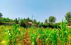 1,000 m² Residential Land at Gikambura - 7