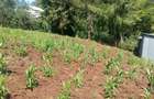 0.125 ac Land in Ngong - 2