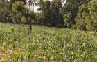 3 Bed House with Garden at Malindi Road - 8