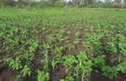 0.25 ac Residential Land in Ongata Rongai - 6