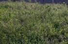 36 ac Land in Kikuyu Town - 15