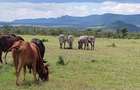 2 Bed House with En Suite in Nanyuki - 8