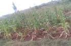 64,000 ft² Land at Kiambu Riabai - 8