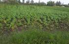 0.125 ac Residential Land in Ongata Rongai - 7