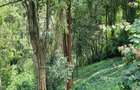 0.5 m² Land at Kitisuru Road - 2