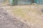 Residential Land in Juja Farm - 11