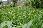0.25 ac Residential Land in Ngong - 2