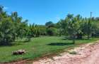 Land in Vipingo - 15