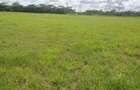 0.125 ac Land at Salgaa - 2