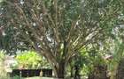 5 Bed Villa with Garden at Acacia Village Estate - 4