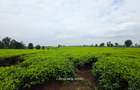 995 ac Land in Tigoni - 1