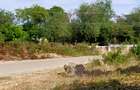 Residential Land at Willow Street - 6