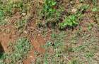 500 m² Residential Land at Nairobi Ndogo Estate - 3