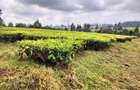 Land at Kiambu - 6